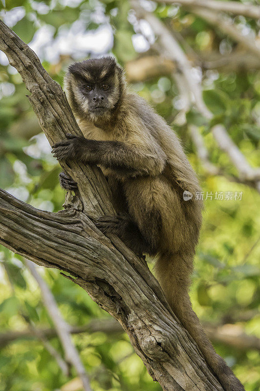 黑条纹卷尾猴(Sapajus libidinosus)，也被称为胡须卷尾猴，是一种来自南美洲的新世界灵长类动物。发现于巴西潘塔纳尔地区。